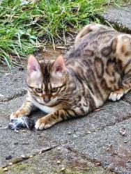 Reunited Female Cat last seen Horsehead bay, Gig Harbor, WA 98335