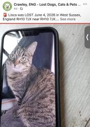 Lost Female Cat last seen RH10 7JX, Maidenbower, England 