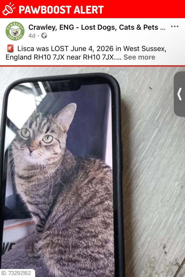 Lost Female Cat last seen RH10 7JX, Maidenbower, England 