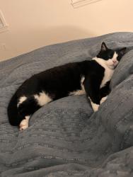 Reunited Male Cat last seen Scroggins and Braddock rd, Alexandria, VA 22302