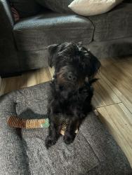 Reunited Male Dog last seen Green tree blvd & Palmdale Rd, Victorville, CA 92395