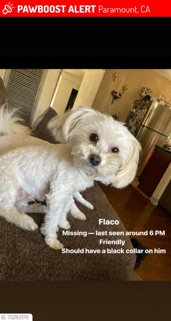 Lost Male Dog last seen Garfield and mendy, Paramount, CA 90723