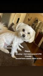 Lost Male Dog last seen Garfield and mendy, Paramount, CA 90723