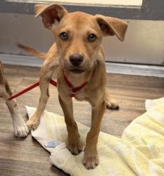 Shelter Stray Female Dog last seen Near W Park Ave, San Diego, CA, 92173, 5500 Gaines St, San Diego, CA 92110, USA