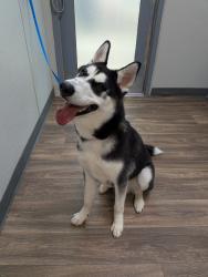 Shelter Stray Male Dog last seen Near 38th Street, San Diego, CA, 92105, 5500 Gaines St, San Diego, CA 92110, USA