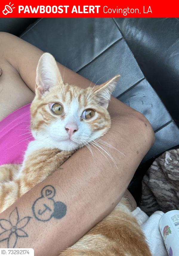 Lost Male Cat last seen By target on hwy 21 in Covington, Covington, LA 70433