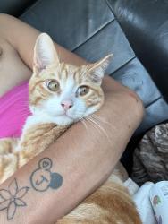 Lost Male Cat last seen By target on hwy 21 in Covington, Covington, LA 70433