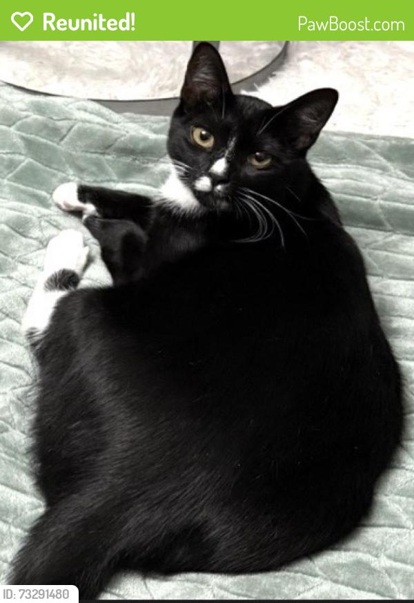 Reunited Male Cat last seen Near Wichita Dr, La Porte, TX 77571, USA, La Porte, TX 77571