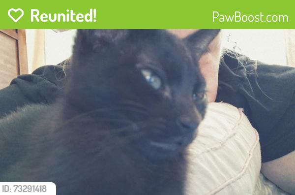Reunited Female Cat last seen Aldis, Georgetown, PA 18702