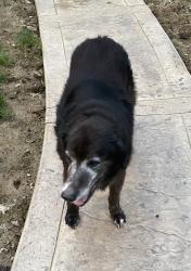 Reunited Unknown Dog last seen Near Briarwood Drive, Urbana, OH 43078