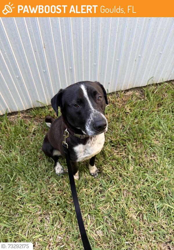 Found/Stray Male Dog last seen 127th Ave SW 216th Street 33177, Goulds, FL 33170