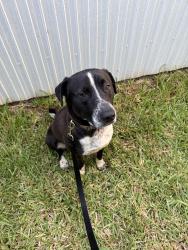 Found/Stray Male Dog last seen 127th Ave SW 216th Street 33177, Goulds, FL 33170