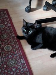 Lost Female Cat last seen Near Emirates stadium, Greater London, England 