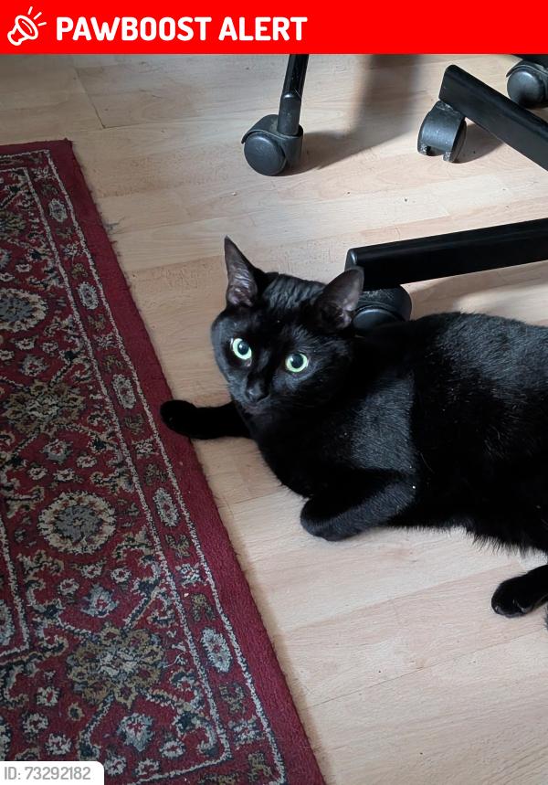 Lost Female Cat last seen Near Emirates stadium, Greater London, England 