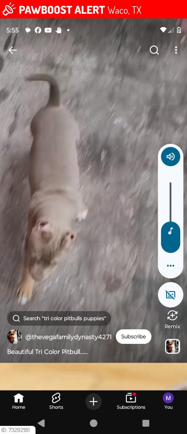 Lost Male Dog last seen Raath st N 43t, Waco, TX 76710