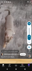 Lost Male Dog last seen Raath st N 43t, Waco, TX 76710