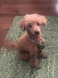 Reunited Male Dog last seen Lawson Street, Houston, TX 77023