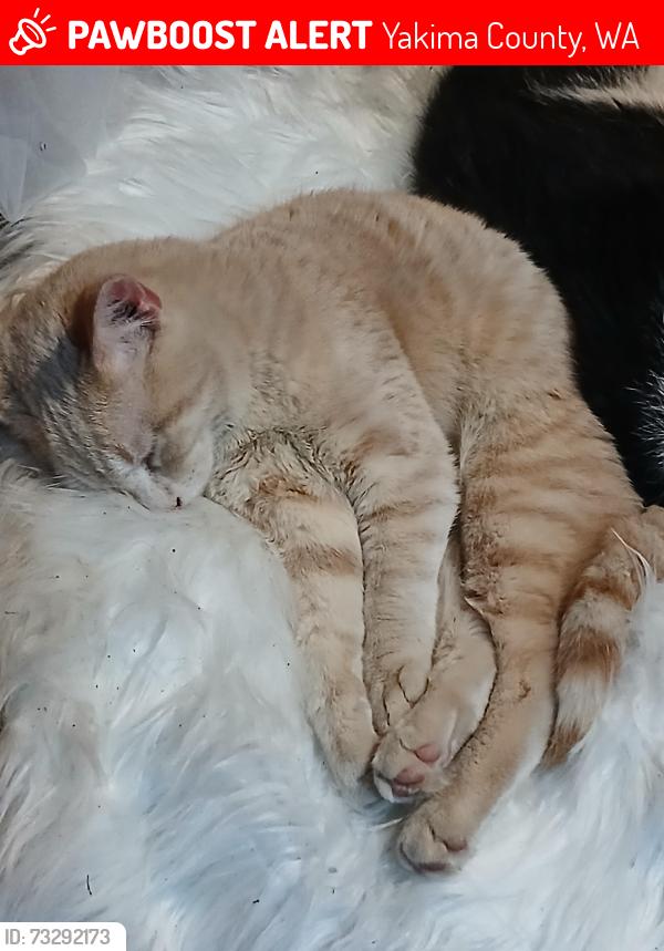 Lost Male Cat last seen Stone rd and Tieton drive, Yakima County, WA 98908