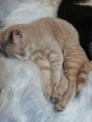 Lost Male Cat last seen Stone rd and Tieton drive, Yakima County, WA 98908