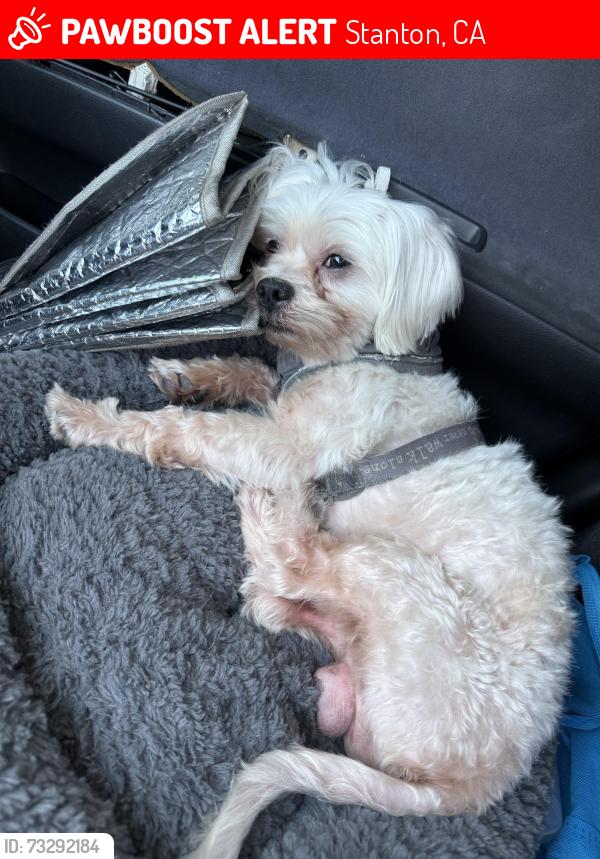 Lost Male Dog last seen Lola and Wasco, Stanton, CA 90680