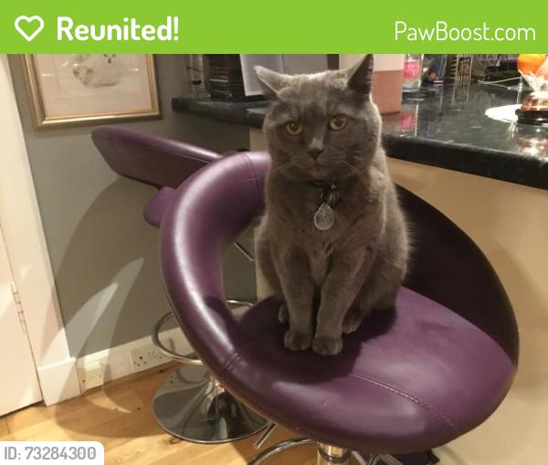 Reunited Male Cat last seen Henry Bell Street/Granville Street, Helensburgh, Scotland 