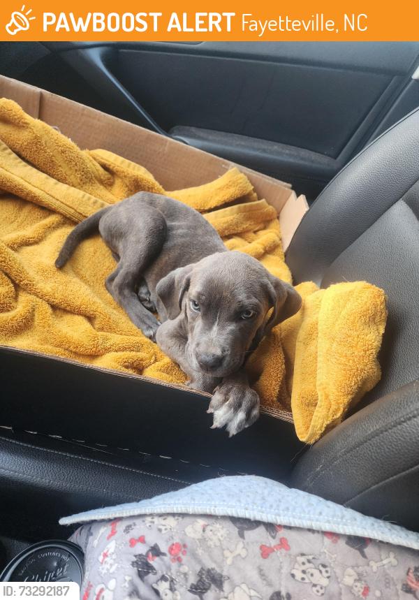 Found/Stray Female Dog last seen Woods behind Bailey Lake dog park, Fayetteville, NC 28304