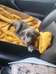 Found/Stray Female Dog last seen Woods behind Bailey Lake dog park, Fayetteville, NC 28304