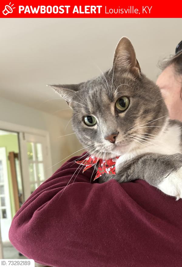 Lost Male Cat last seen Grinstead dr, Lexington rd, watch’s dr, Louisville, KY 40206