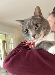 Lost Male Cat last seen Grinstead dr, Lexington rd, watch’s dr, Louisville, KY 40206
