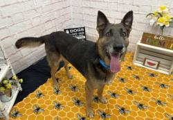 Shelter Stray Male Dog last seen Near BLOCK MERCIER ST, DETROIT, MI 48210, 7401 Chrysler Dr, Detroit, MI 48211, USA