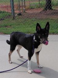 Shelter Stray Female Dog last seen CHARLOTTE, 8315 Byrum Dr, Charlotte, NC 28217, USA