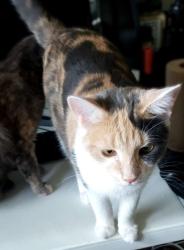 Lost Female Cat last seen Ambrose Terrace, East Hartford, CT 06108