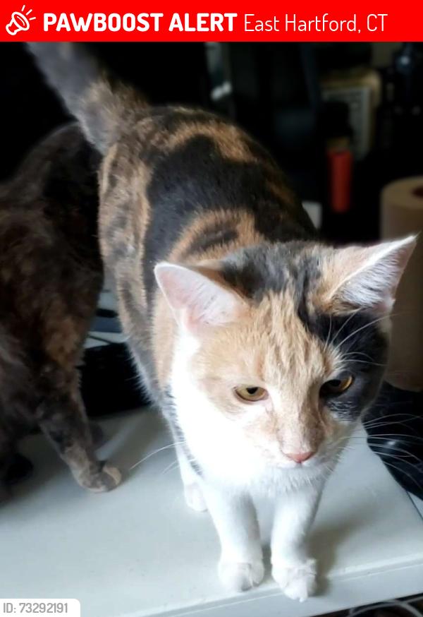 Lost Female Cat last seen Ambrose Terrace, East Hartford, CT 06108