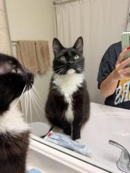 Found/Stray Male Cat last seen Butler Street, Pittsburgh, PA 15201