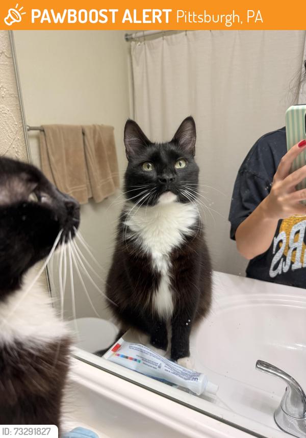 Found/Stray Male Cat last seen Butler Street, Pittsburgh, PA 15201
