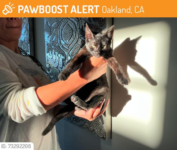 Found/Stray Male Cat last seen Colton Ave Oakland, Oakland, CA 94611