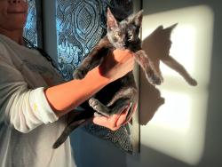 Found/Stray Male Cat last seen Colton Ave Oakland, Oakland, CA 94611