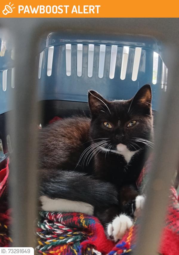 Found/Stray Unknown Cat last seen Long lane, Queensbury, England 