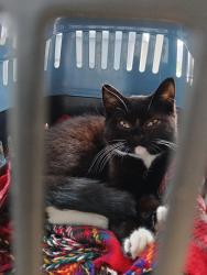 Found/Stray Unknown Cat last seen Long lane, Queensbury, England 