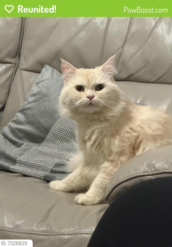 Reunited Male Cat last seen Home, Berkshire, England SL1 1RA