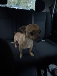 Reunited Male Dog last seen CVS on Union and 601, Concord, NC 28025