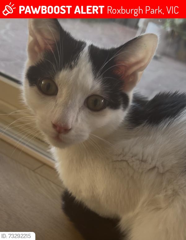 Lost Male Cat last seen Good Samaritan Primary School, Roxburgh Park, VIC 3064
