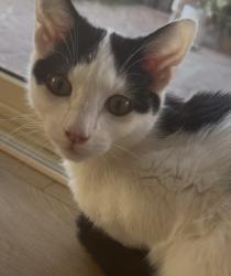 Lost Male Cat last seen Good Samaritan Primary School, Roxburgh Park, VIC 3064
