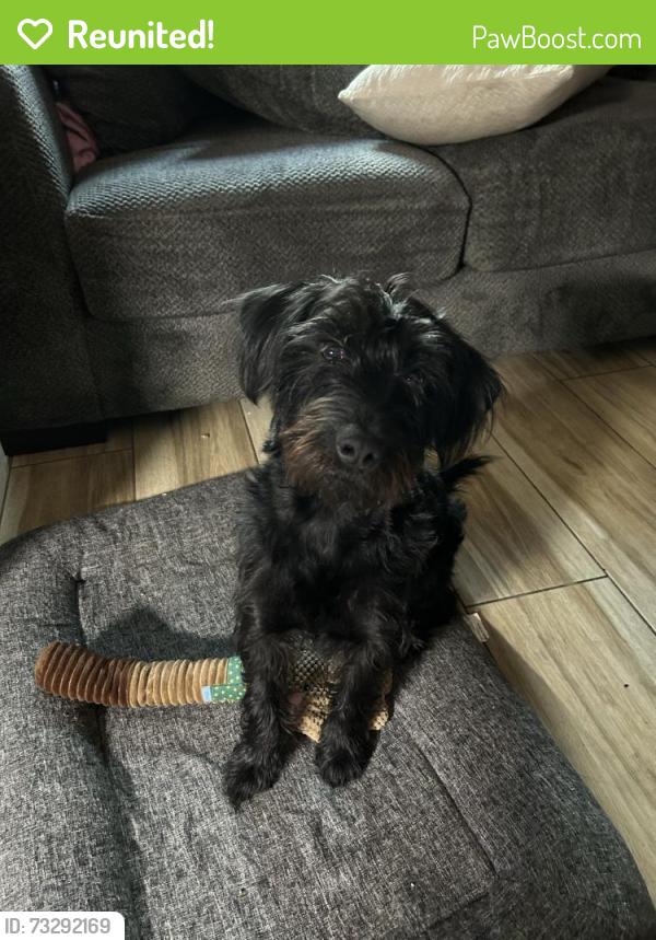 Reunited Male Dog last seen Green tree blvd & Palmdale Rd, Victorville, CA 92395