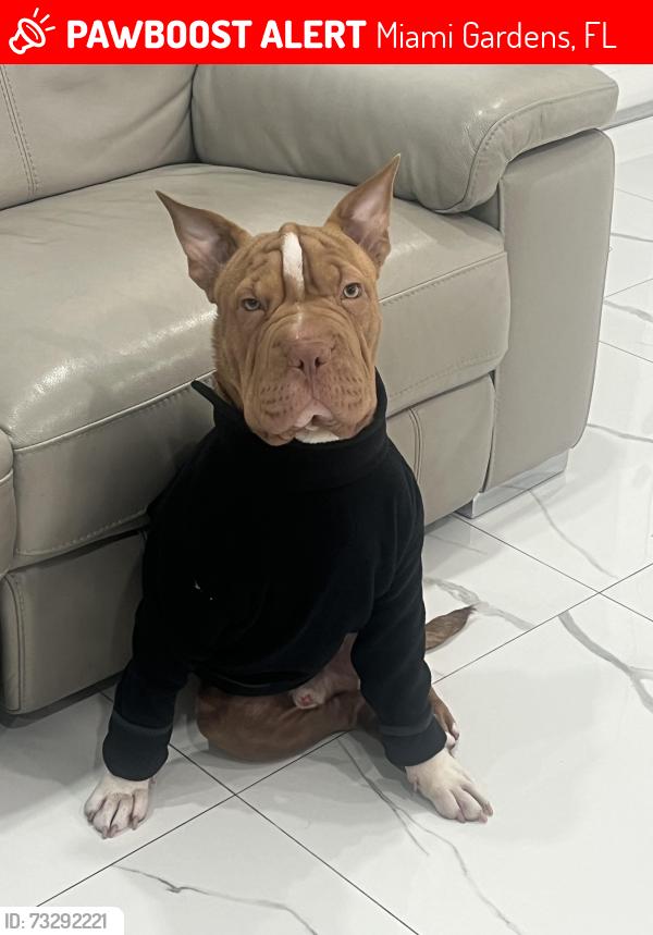 Lost Male Dog last seen Near ave, Miami Gardens, FL 33055