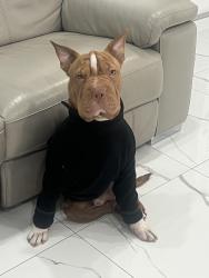 Lost Male Dog last seen Near ave, Miami Gardens, FL 33055