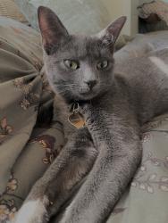 Reunited Female Cat last seen S Alston Ave, Durham, NC 27713