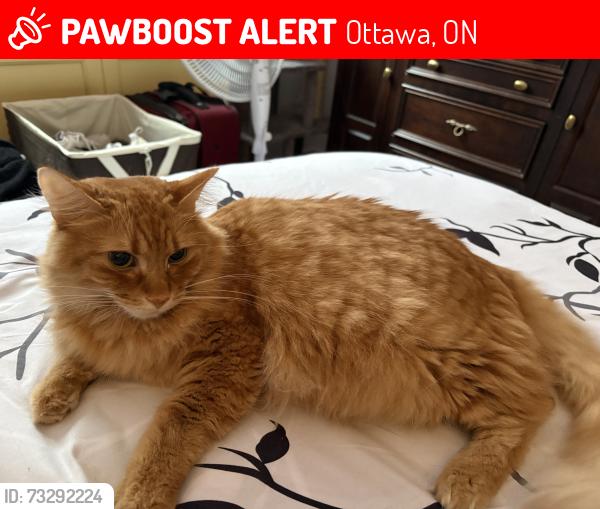 Lost Female Cat last seen Bayshore drive, Ottawa, ON 