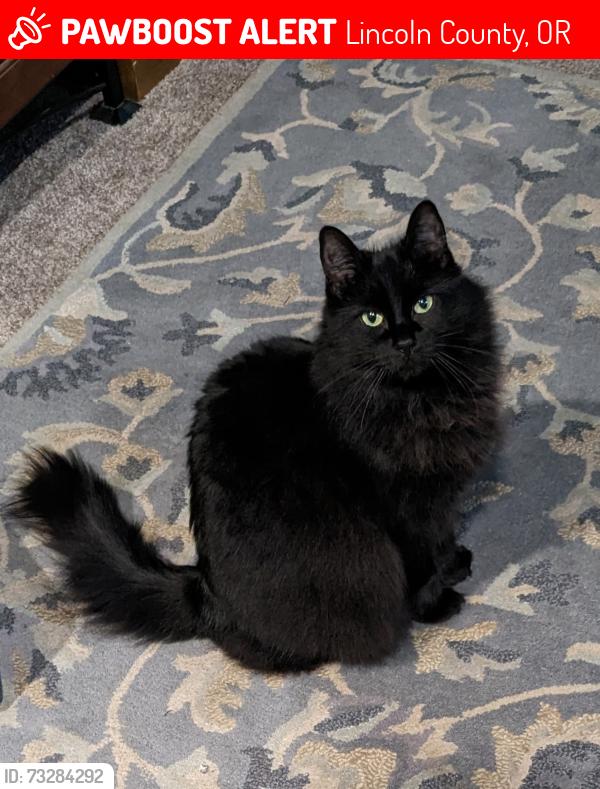 Lost Female Cat last seen Wakonda Beach Rd and Flansberg Waldport OR, Lincoln County, OR 97394