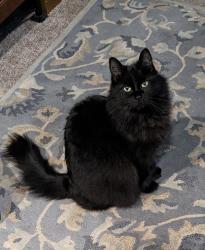 Lost Female Cat last seen Wakonda Beach Rd and Flansberg Waldport OR, Lincoln County, OR 97394